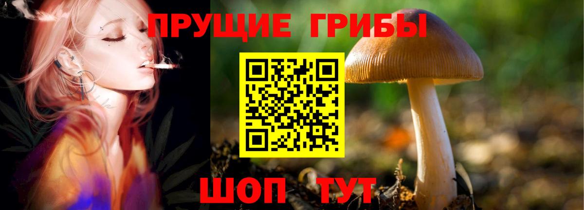 Галлюциногенные грибы прущие грибы  Вход с VPN  Санкт-Петербург  Галлюциногенные грибы GOLDEN TEACHER 